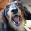 きゅうり大好き〜♪