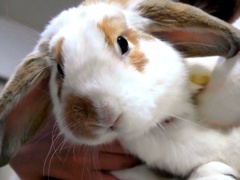 お姉ちゃんのうさぎ