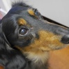 我が家の犬