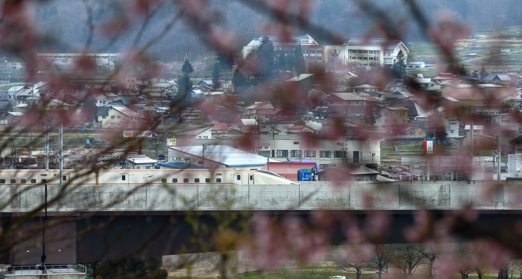 北陸新幹線と桜