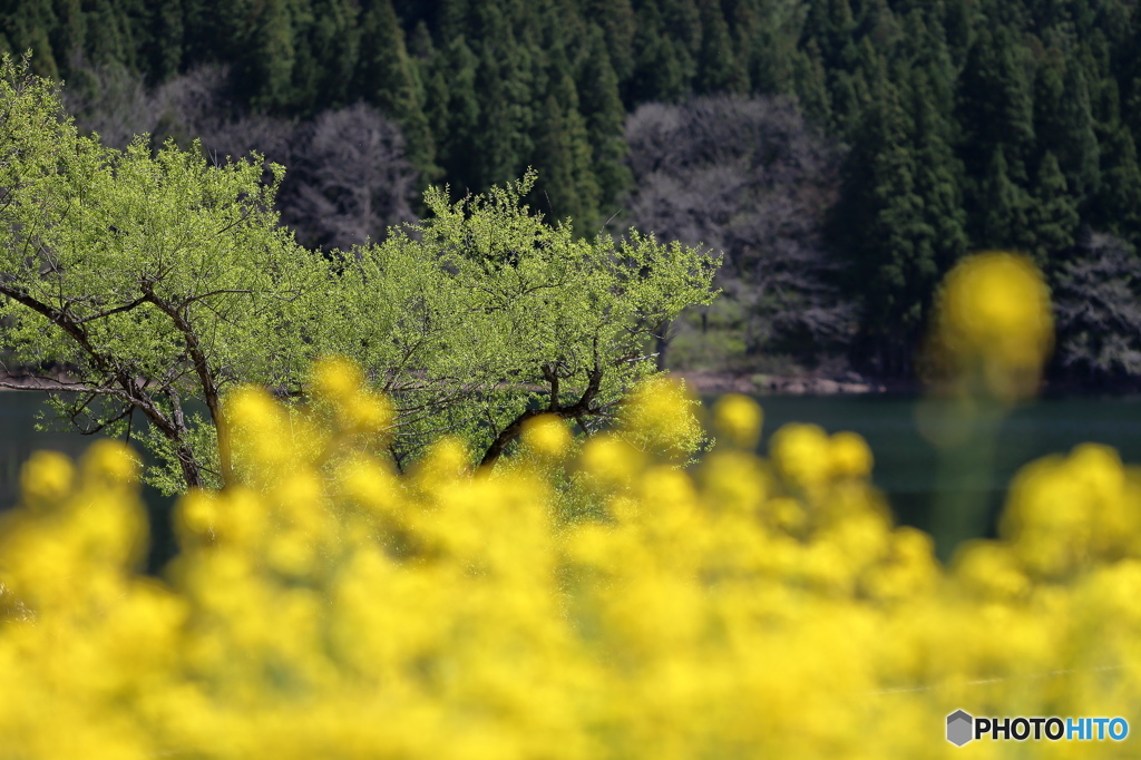 北竜湖の春