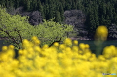北竜湖の春