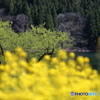 北竜湖の春