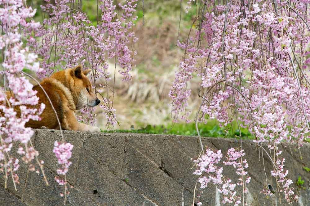 枝垂れ桜の下でお昼寝