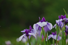 花菖蒲