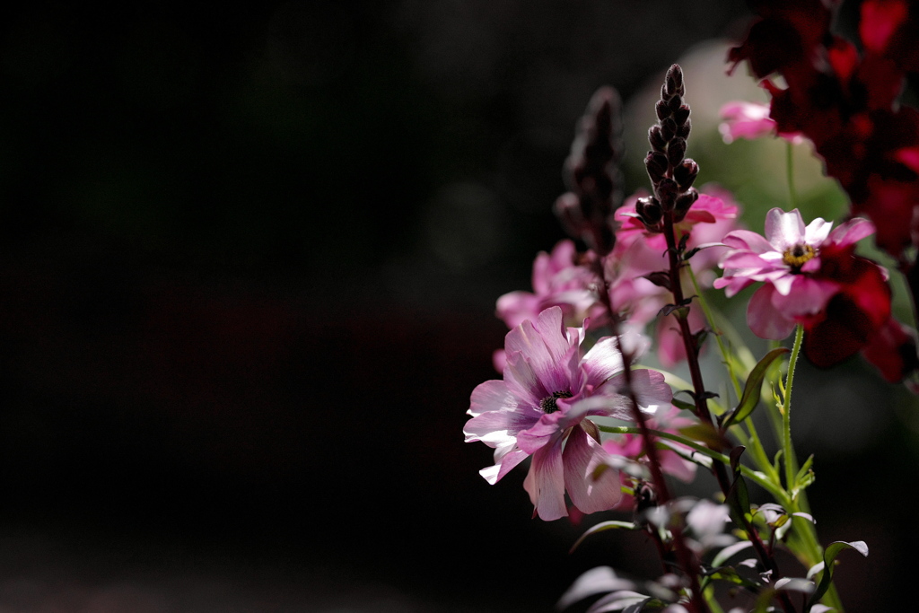 春の花壇にて