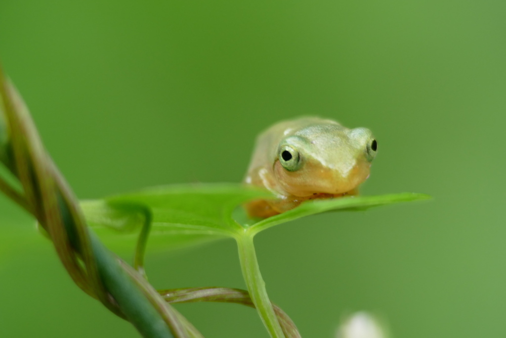 あなたはアマちゃん？ シュレちゃん？ （1）