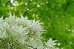 春の木陰　白の葉