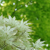 春の木陰　白の葉