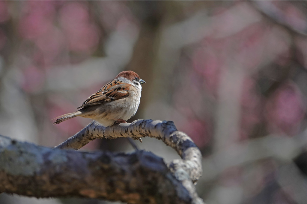 ウメすずめ