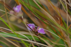 湿地の花　ミミカキグサ