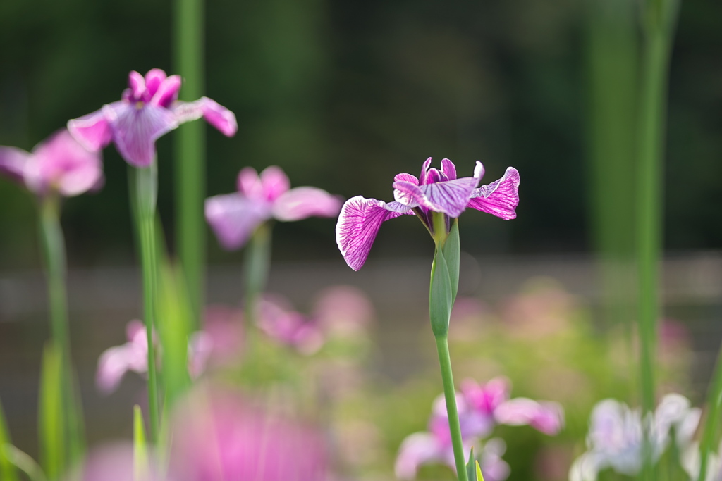 花菖蒲