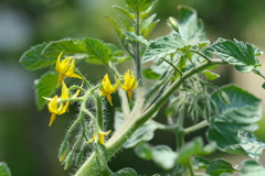 夏野菜の花　トマト