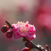 輝く紅梅