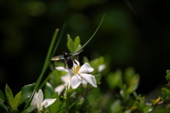花とクマバチ