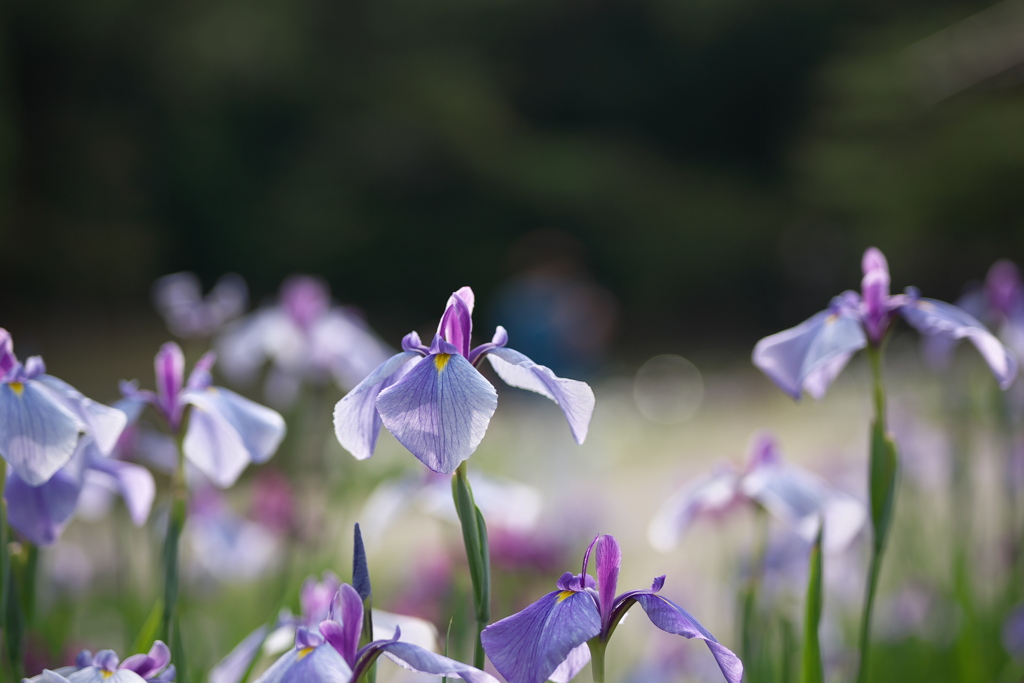 花菖蒲