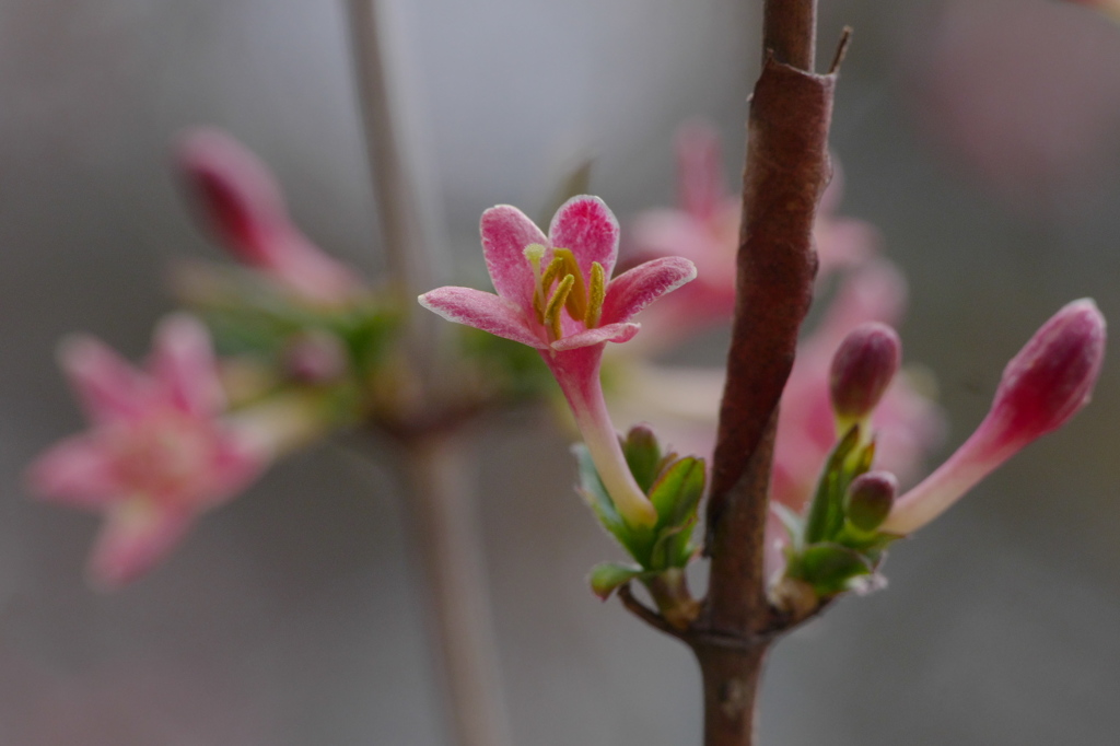 ウグイスカグラ