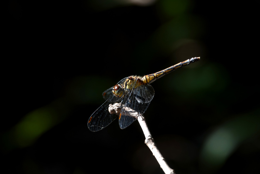 マユタテアカネ ♀