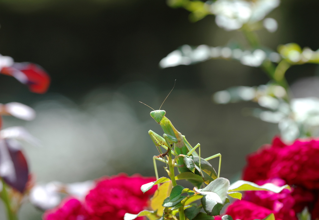 気分は薔薇色？｡｡｡なの？