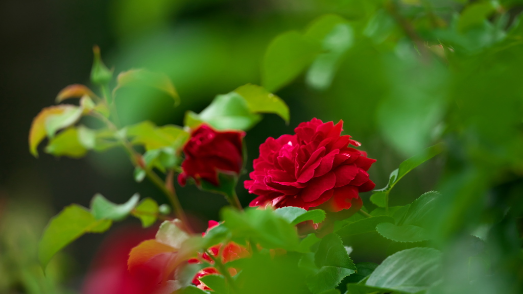 秋薔薇