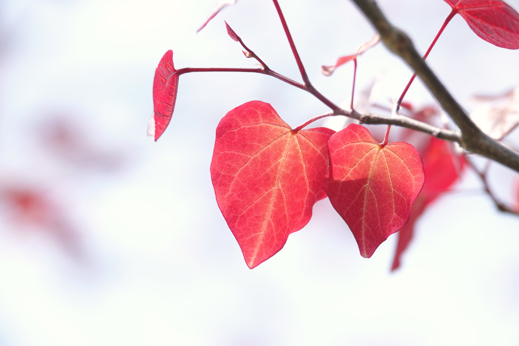 春の紅染め♡