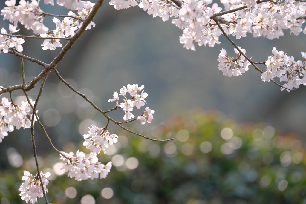 桜