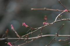 耳を澄ませば｡｡｡　（＾＾）