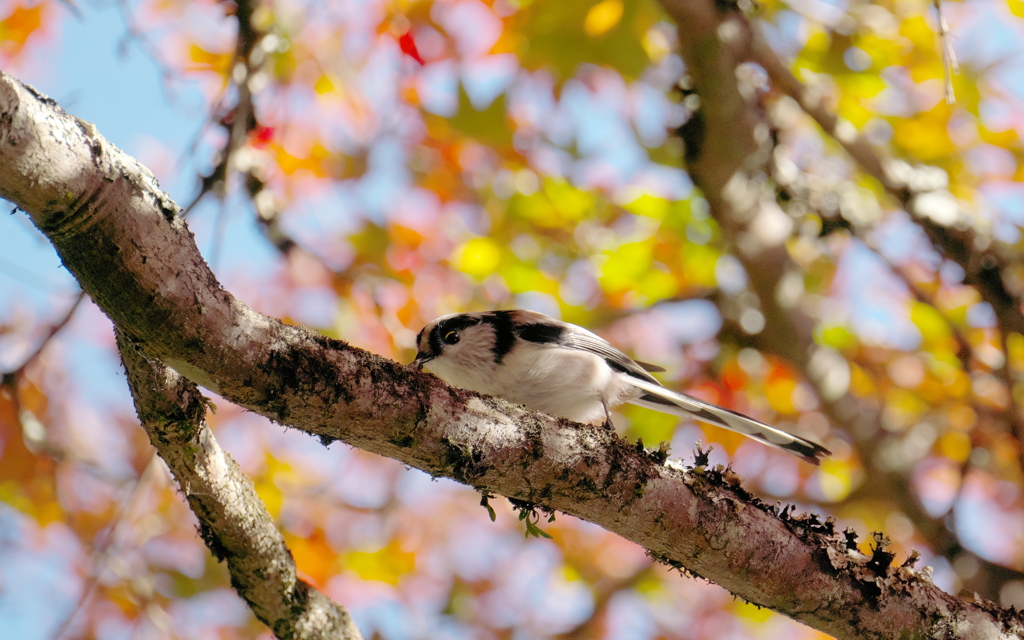 エナガ　秋の朝ごはん
