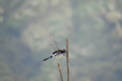 コシアキトンボ 