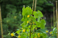 へちまの花