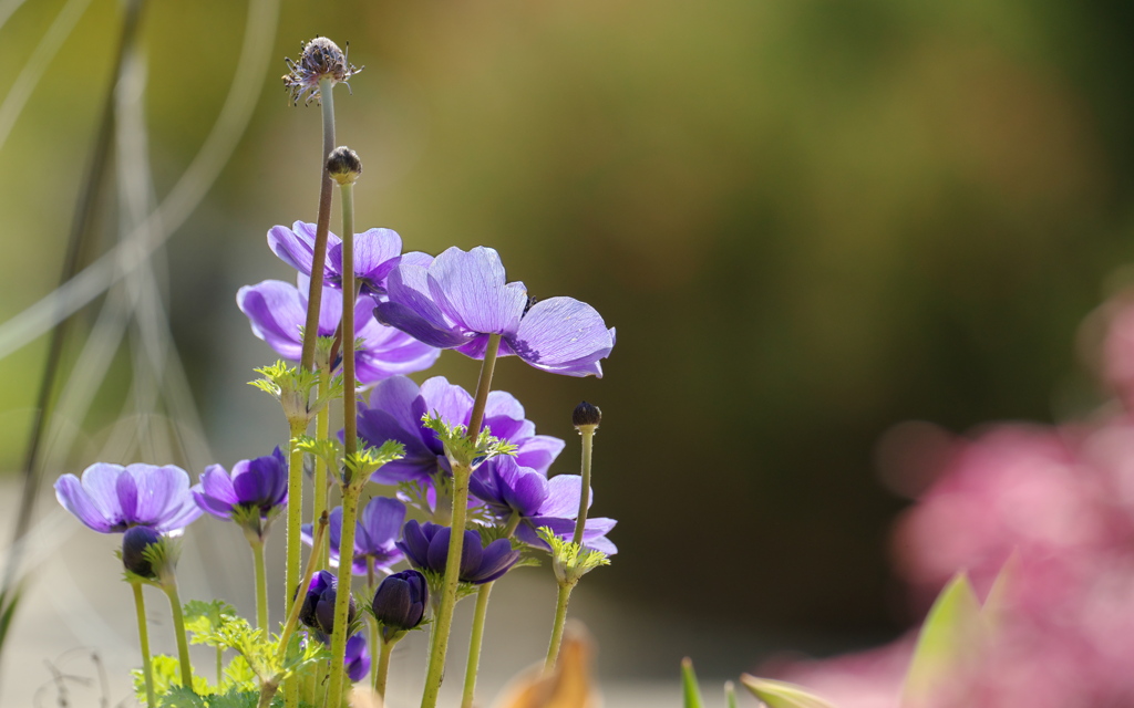 春の花壇