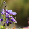 春の花壇