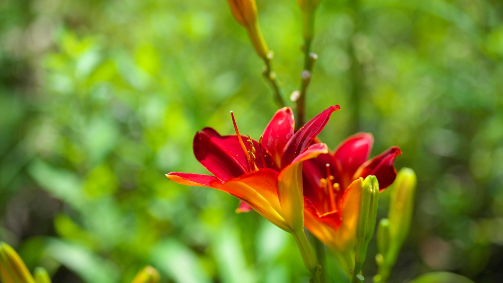 赤いヘメロカリス