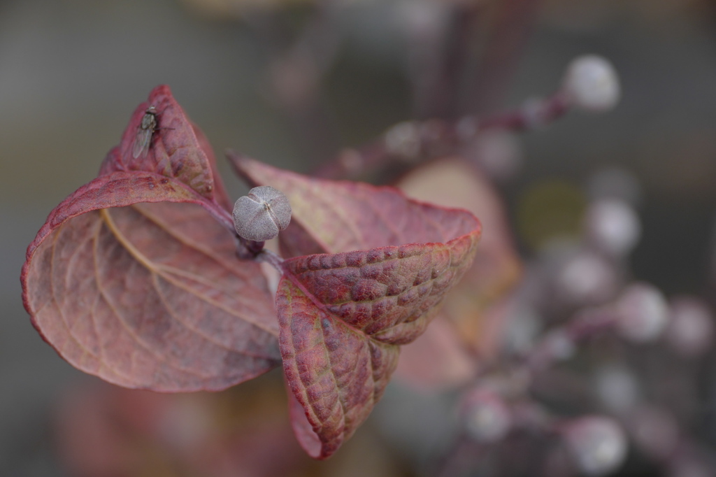 春の準備～冬のハナミズキ（2）