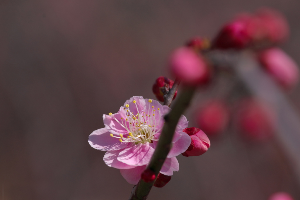 梅の花