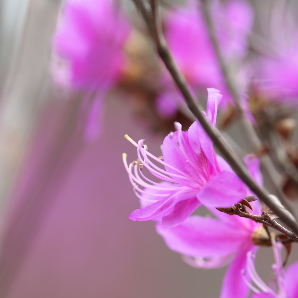 春山の花