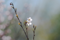 早咲きの桜