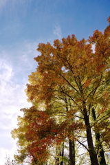 秋色広葉樹
