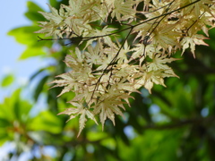 春の白もみじ　赤鴫立沢