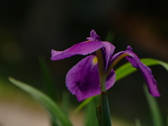 ノハナショウブの紫