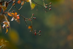 山の小粒