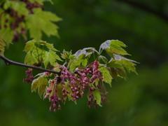 春の楓　カジカエデ