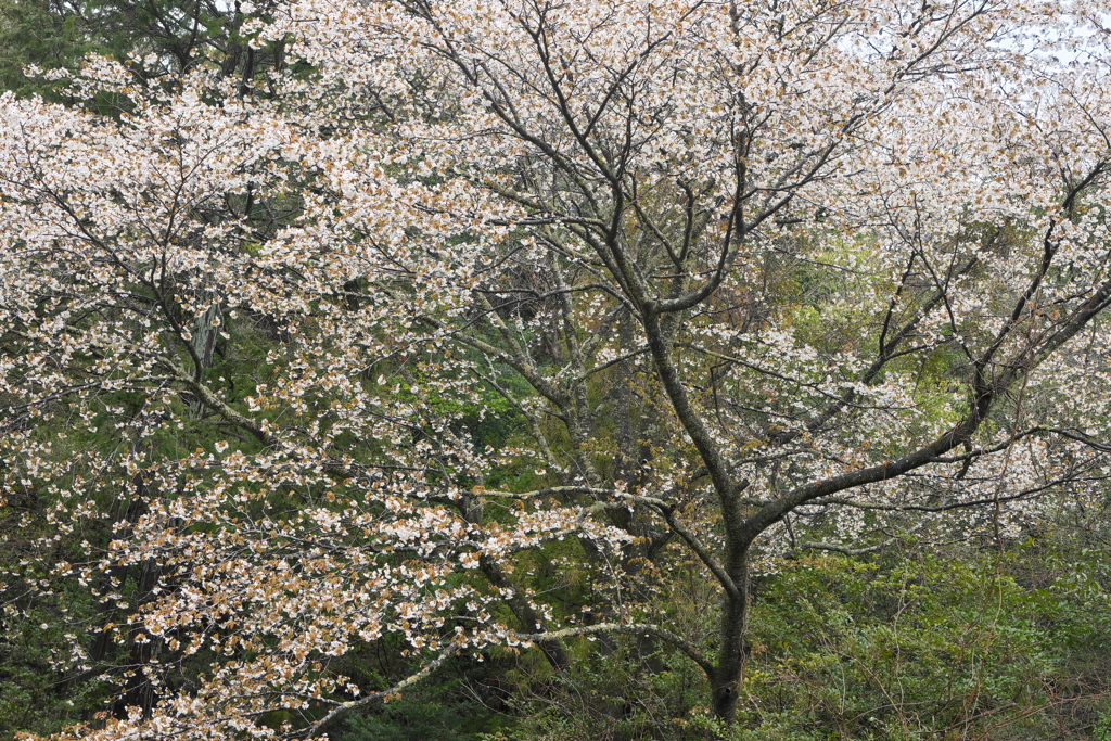 山桜