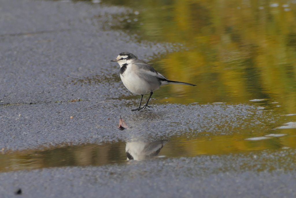 水辺の野鳥（1）ハクセキレイ