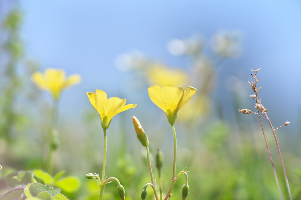 野の花