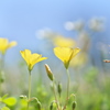 野の花