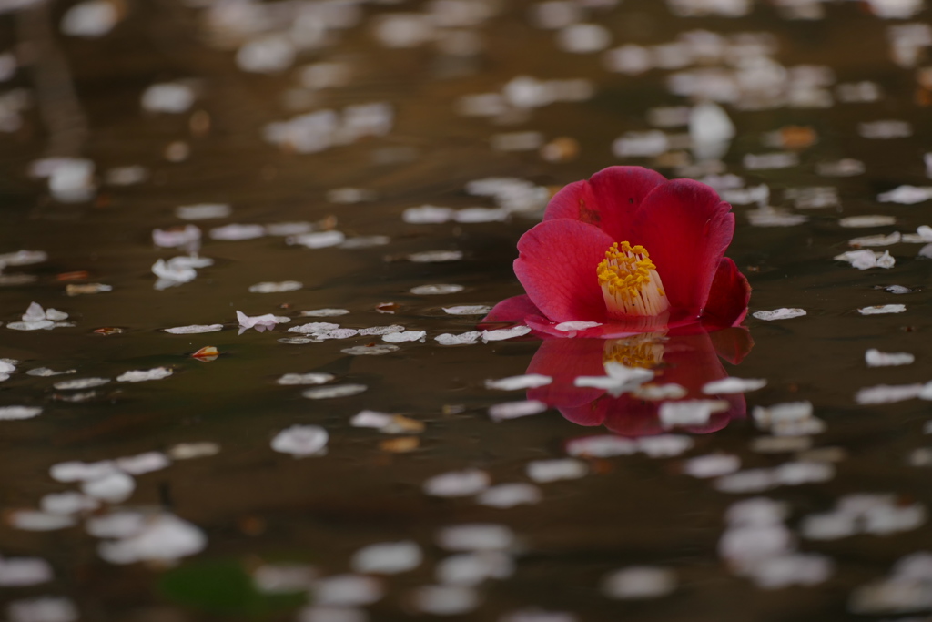 水面の桜椿