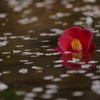 水面の桜椿