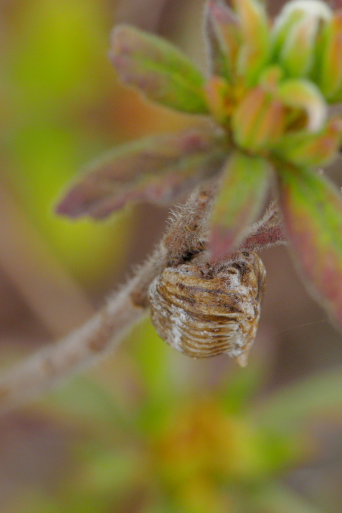 カマキリの卵｡｡｡かな