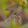 カマキリの卵｡｡｡かな